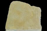 Crinoid (Agaricocrinus) and Sponge Fossil - Crawfordsville #122984-3